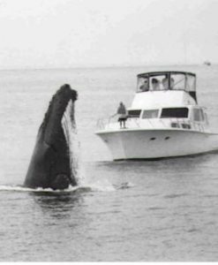 Pre Mobilisation and Practical REGIONAL DIFFERENCES WILL ALTER COST